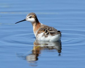Wilson's Phalarope_AlamosaNWR-CO_LAH_2095