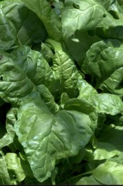 Chard_greenhouse-home after fire_LAH_3989