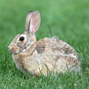 Eastern Cottontail_ColoSpgs_PLH_4023