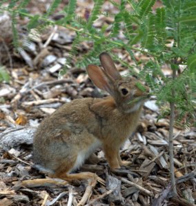Eastern Cottontail_XG_LAH_7291