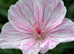 Geranium sanguineum 'Lancastriense'_Bloody Cranesbill_HudsonGardens-CO_LAH_2751