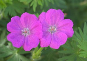 Geranium_XG-CoSpgsCO_LAH_9512