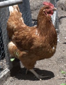 hens_home after fire_LAH_4008-1