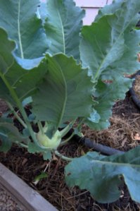 Kohlrabi_ColoSpgs-CO_LAH_4863