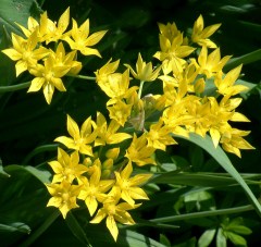 Allium - yellow DBG 1