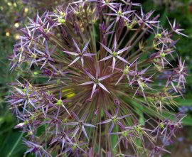 Allium_HAS-CoSpgsCO_LAH_0310