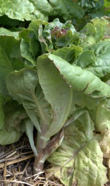 Flowering lettuce_BlkForest-CO_LAH_5932