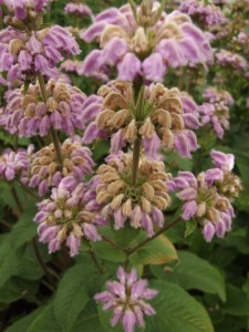 Phlomis - Jerusalem Sage @DBG 2008jun26 LAH 002