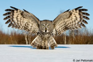 The Handbook of Bird Photography - Owl