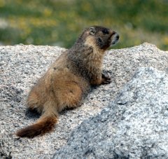 Yellow-bellied Marmot_MtEvans_CO_LAH_6097