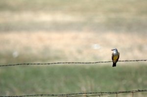 BrettGrayRanch-CO_LAH_1904