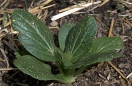 Flea beetle damage on bok choy_BlkForest-CO_LAH_3413