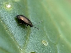 Flea beetle damage on bok choy_BlkForest-CO_LAH_3420