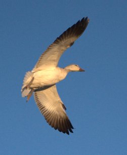 Snow Geese_BosquedelApacheNWR-NM_LAH_7528