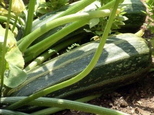 Zucchini - large @DBG LAH 355
