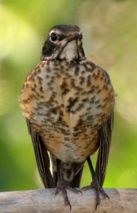 American Robin juvenile_Barr Lake SP-CO_LAH_5186