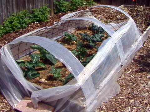 CovOpen David Whiting CSU