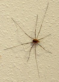 Daddy Long Legs_IdahoFalls-ID_LAH_8787
