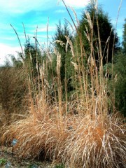 Erianthus ravennae - Ravena Grass dormant @DBG LAH 1