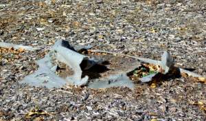 Landscape fabric showing through mulch @ColoSpgs 2008oct16 LAH 068