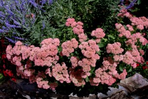 Sedum 'Autumn Joy' @Briargate 10sep05 LAH 100