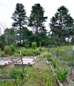 Weedy garden_LAH_7229-001