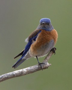 Western Bluebird_2520_f