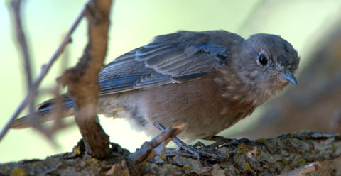 Western Bluebird_TurkeyCreek-FtCarson-CO_LAH_9826