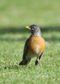 American Robin_20100426_Pueblo_LAH_3953