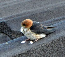 Manzini-Swaziland_LAH_8871