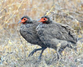 Swainson's Spurfowl_KrugerNP-RSA_LAH_1567