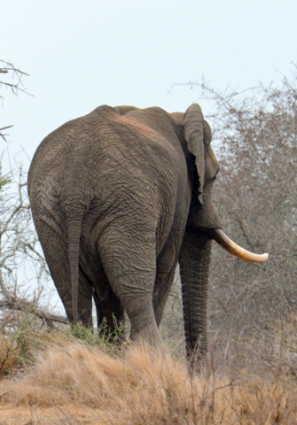 African Elephant_KrugerNP-RSA_LAH_1399