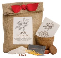 apple tree to be-001