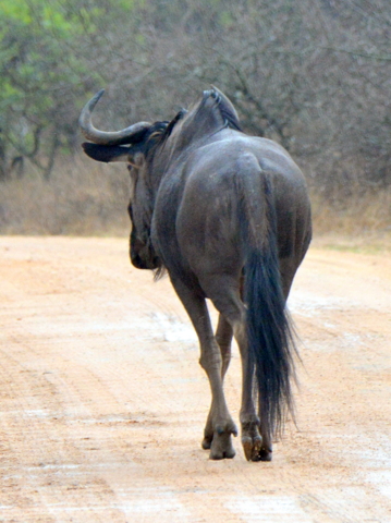 Black Wildebeest_KrugerNP-RSA_LAH_1686