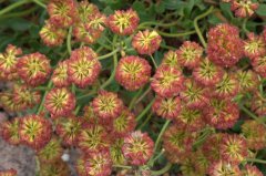 Erigonum umbellatum var aureum_Sulfur-Flower Buckwheat_DBG_LAH_1356