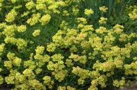 Eriogonum umbellatum_Sulphur Flower_DBG_LAH_1421