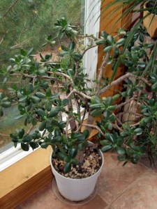 Jade plant in pot @ColoSpgs 2008Aug02 LAH 126