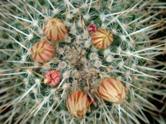 Mammillaria parkinsonii @DC LAH 063