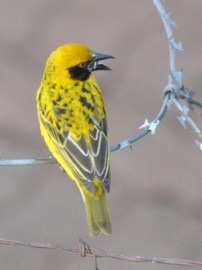 Manzini-Swaziland_LAH_8939