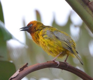 Ngwenya-Swaziland_LAH_0935