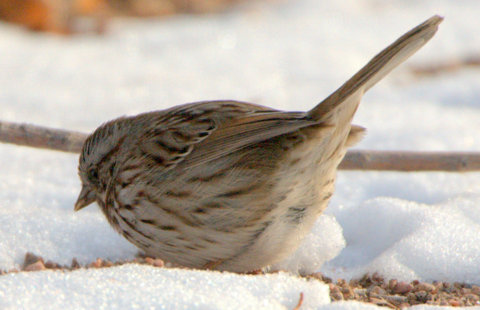 Song Sparrow_CanonCity-CO_LAH_8412