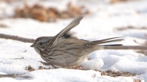 Song Sparrow_CanonCity-CO_LAH_8414
