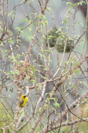 Village Weaver nests_Manzini-Swaziland_LAH_0739