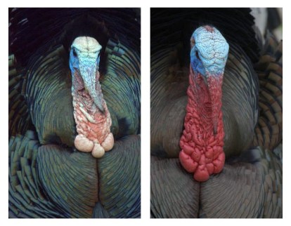 Wild turkey comparison