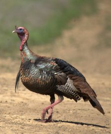 Wild Turkey_MtDiablo-CA_LAH_8685