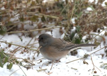 Dark-eyed Junco_BlkForest-CO_LAH_2377