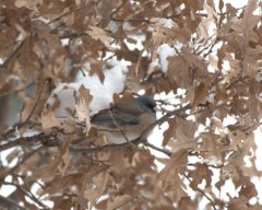 Dark-eyed Junco_BlkForest-CO_LAH_2405