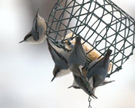 Pygmy Nuthatches_BlkForest-CO_LAH_2392