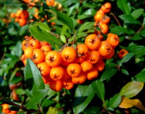 Pyracantha berries@ColoSpgs