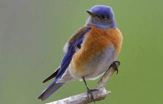 Western Bluebird_2524f-001